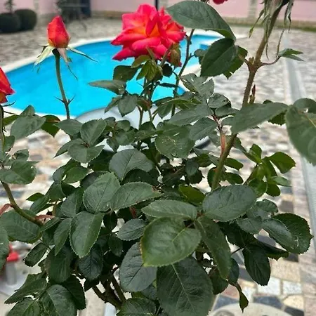 Baldi -apartmani Danny * Tar-Vabriga