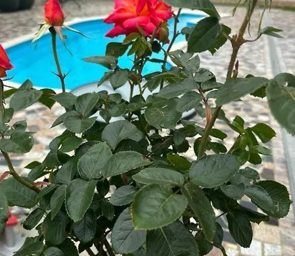 Baldi -apartmani Danny * Tar-Vabriga